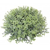 SIEPE BUXUS CADENTE CM.30 MEZZA SFERA